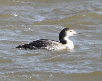 Common Loon