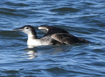 W of the children's park, I saw this loon that I hoped was the Pacific, but the bill looks to large and there's no neck ring.