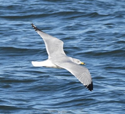 Ring-billed Gull, gliding over the E side of the lake