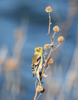 American Goldfinch, at sunflower seed heads in the rip-rap on the E side of Lake Hefner