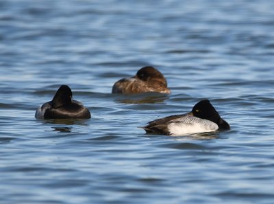 Lesser Scaup in the SE corner of the lake