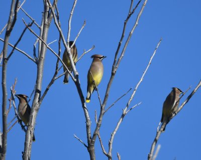 Cedar Waxwings in a tree along the path along the SE side of the lake