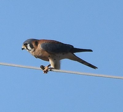 I drove over to Lake Overholser and saw this American Kestrel, with some small prey, on a wire along Morgan Rd