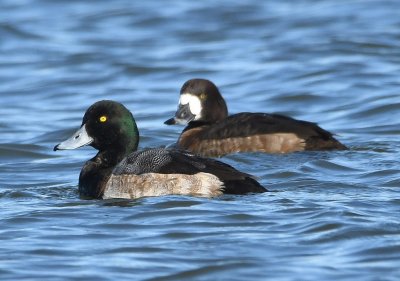 Scaup