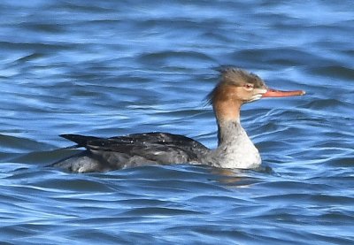 Red-breasted Merganser, at the SE end of the lake