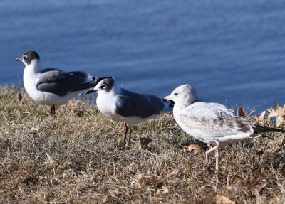 Franklin's Gulls, with Ring-billed Gull coming into the frame