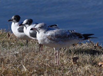 Franklin's Gulls and photo-bombing Ring-billed Gull