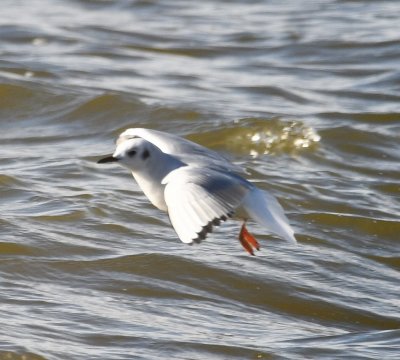 Bonaparte's Gull, over the NE corner of the lake