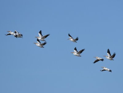 American White Pelicans, flying over the NE corner of the lake