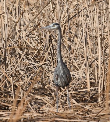 Great Blue Heron, in the reeds in the NE corner of the lake