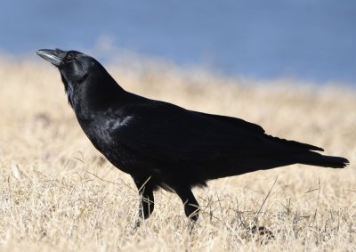 Coming back to the parking lot at the boat ramp, there were a couple of American Crows on the grass