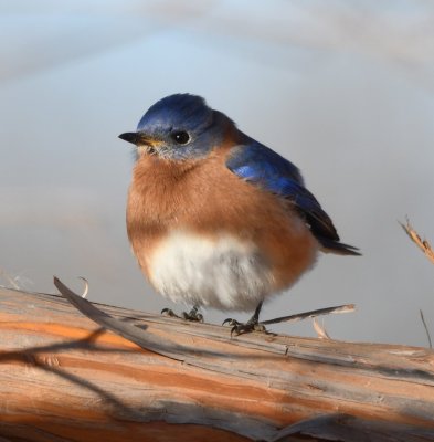Male Eastern Bluebird, in a cedar tree on the W side of the road leading into Stars and Stripes Park at Lake Hefner