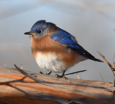 Male Eastern Bluebird