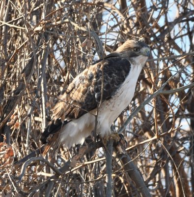 Red-tailed Hawk, in trees on the S side of Lake Hefner Drive, just W of Portland Ave.