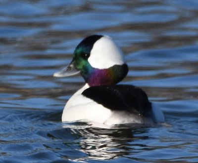 Male Bufflehead, in cove W of RC airplane field