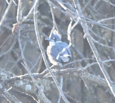 Female Belted Kingfisher, in cove W of covered fishing dock on S side of Lake Hefner