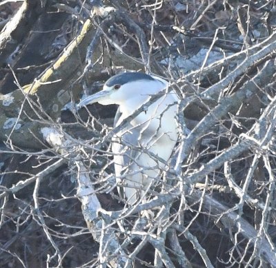 One of two adult Black-crowned Night-Herons, roosting near the juveniles