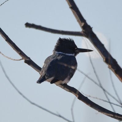 Male Belted Kingfisher, above the water just N of the boat docks near the lake ranger station. It flew from there to a light post in the water, but before I could get a photo, it was chased off by another BEKI.