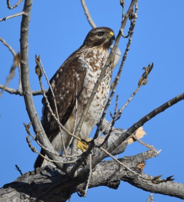 The RSHA flew from its original perch to a cottonwood on the S side of the inlet.