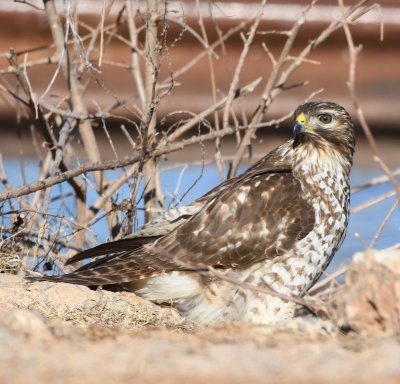 I watched the bird for 15-20 minutes; it would hop down among the rocks, then hop back up to higher ground.