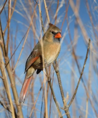 During the RSHA's antics, I noticed birds in the bushes just feet away from it. A couple of YRWAs flew to the safety of trees and bushes on the S side of the road, then this female Northern Cardinal hopped up.