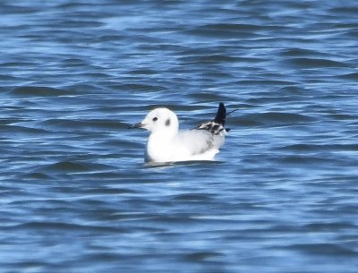 Bonaparte's Gull, in the water near the canal inlet