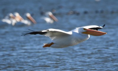 I drove the gravel road N of the inlet and saw at least 50 American White Pelicans in the area.