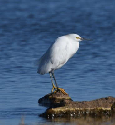 At about Prairie Dog Point, I saw a white bird fly over and I followed its path to see that it landed on the shore E of me. I turned around and found this Snowy Egret. It had been flying from the W, so may be the one reported at Silver Lake on the CBC the Saturday before.