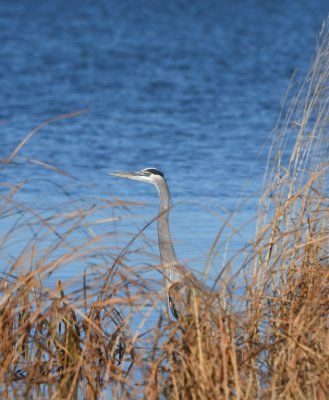 Back at Prairie Dog Point, I found this Great Blue Heron in the reeds at the edge of the water.