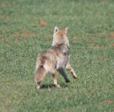 I left the lake and drove NW to where, the week before, Mary and I had found the Mountain Bluebirds Larry Mays reported in southern Logan County. No bluebirds today, but I came across this coyote crossing a field a mile N of Simmons Road.