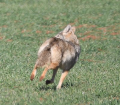 As soon as the coyote saw me slow down, he took off for cover and I never got a focused photo of him.