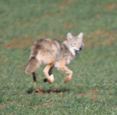 In this photo of the coyote looking back at me, He has all four paws in the air.