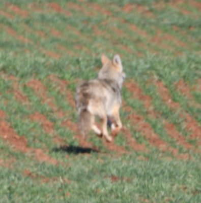 Another photo where the coyote is clearly airborne.