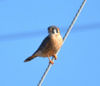 At Waterloo, W of MacArthur, this American Kestrel allowed me a couple of distant photos before departing.