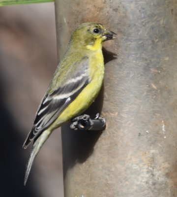 Back home, the female Lesser Goldfinch blessed us with another visit.