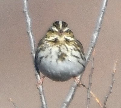 Savannah Sparrow, S side of Lake Quanah Parker, WMWR, Lawton, OK