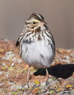 Savannah Sparrow on the S side of Lake Quanah Parker, Lawton, OK