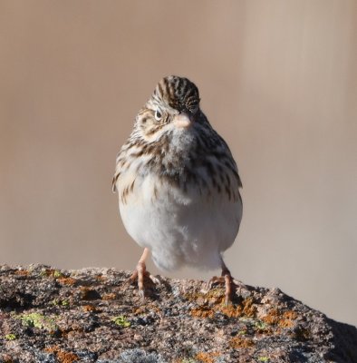 Vesper Sparrow?