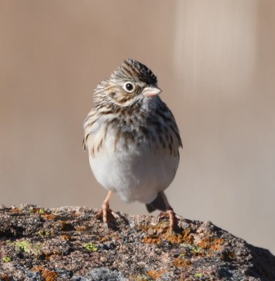 Vesper Sparrow? S side of Lake Quanah Parker, WMWR