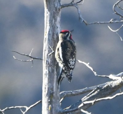 Male Yellow-bellied Sapsucker, S side of road near Lake Quanah Parker dam