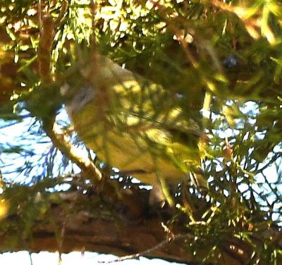 Orange-crowned Warbler