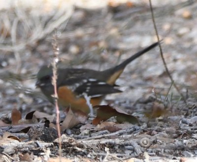 One of two Spotted Towhees, seen together along the trail NW of the EEC