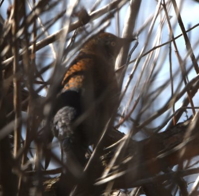 Rusty Blackbird, hiding the buttonbush branches on the W side of the trail at EEC, WMWR