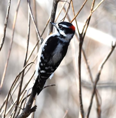 Male Downy Woodpecker, NW of EEC