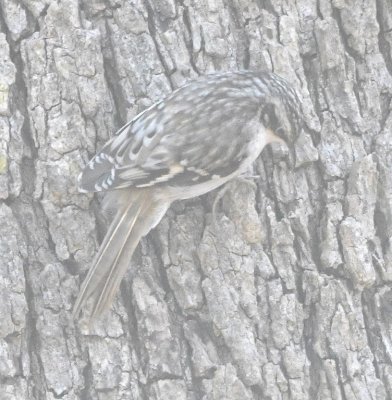 As I came back from walking the trail, Mary spotted a Brown Creeper in the trees near the car.