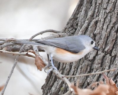 Tufted Titmouse, EEC, WMWR