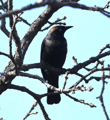 Another Rusty Blackbird; this one flew up out of the weeds long enough to get a clear photo.