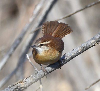 A couple of Carolina Wrens were chattering to each other along the trail at the EEC.