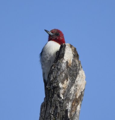 Red-headed Woodpecker, at the spot where we'd hoped to find the Lewis's