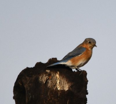 Female Eastern Bluebird, at the turn-off to French Lake 